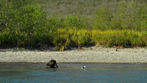 Bear is dangerous wild animals avoid brown eats fish sitting in calm river Stock Footage 237508679