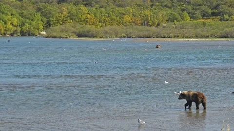 Bear is Dangerous wild animals cub walks along calm river Stock Footage 157944271