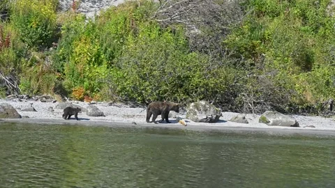 Bear is Dangerous wild animals cub with mother walk along bank Stock Footage 158383339