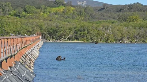 Bear is Dangerous wild animals eats fish in river near dam Stock Footage 157230166