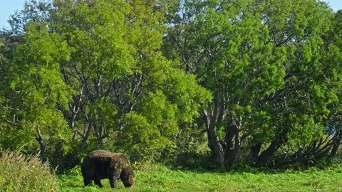 Bear is Dangerous wild animals smells grass by trees in reserve Vídeo Stock 157229655