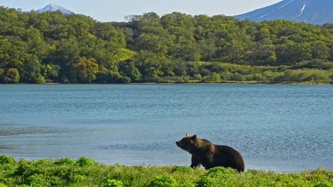 Bear is Dangerous wild animals walks along azure lake bank Stock Footage 157229672