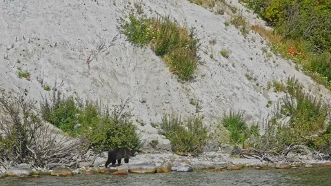Bear is Dangerous wild animals walks past hill on riverbank 스톡 동영상 158383095