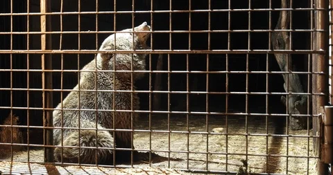 Bear in a dark cage looking ahead while sitting behind bars Stock Footage 122395117