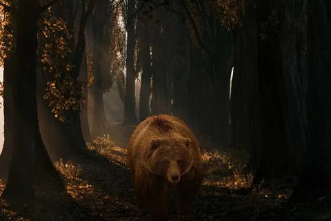 Bear in the dark of nature Stock Illustration