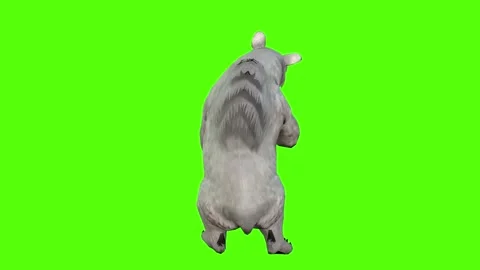 Bear Death Green Screen Animation 4K Rendering Stock Footage 295557517