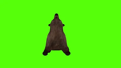 Bear Die Green Sccreen Animation 4k Rendering Stock Footage 296263067