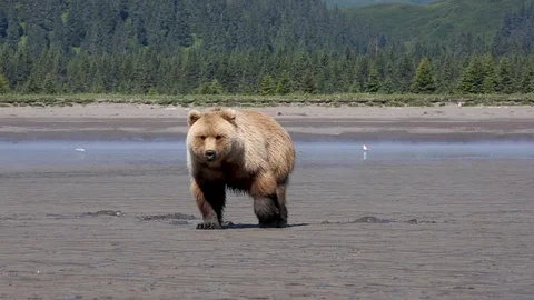 Bear digging for clams Stock Footage 127260218