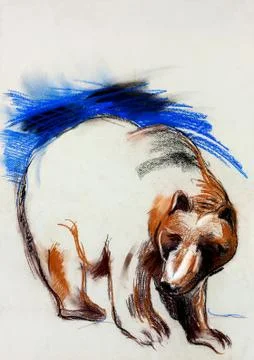 Bear drawing Stock Photos