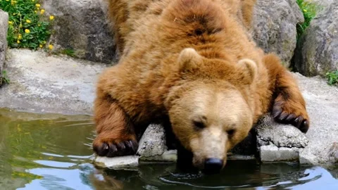 Bear drink water Video stock 270089306