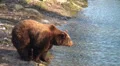A bear is drinking water HD Footage