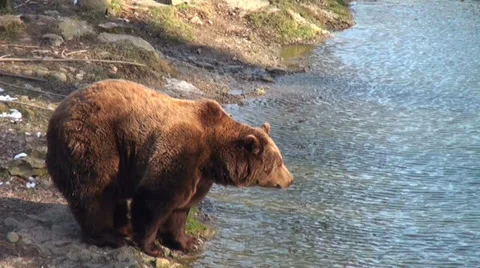 A bear is drinking water 스톡 동영상 38398460
