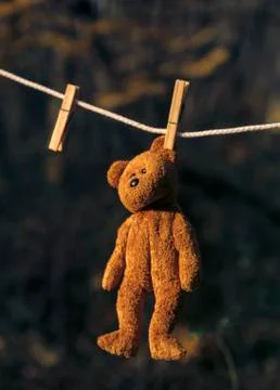 Bear drying Stock Photos