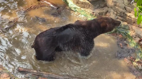 Bear dusted off after water. Slow motion Stock Footage 335115948