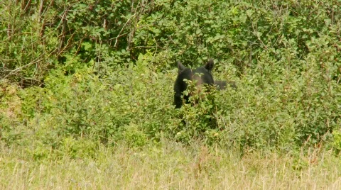 Bear eating berries Stock Footage 520626