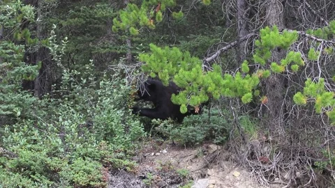 Bear eating berries Stock Footage 93688060