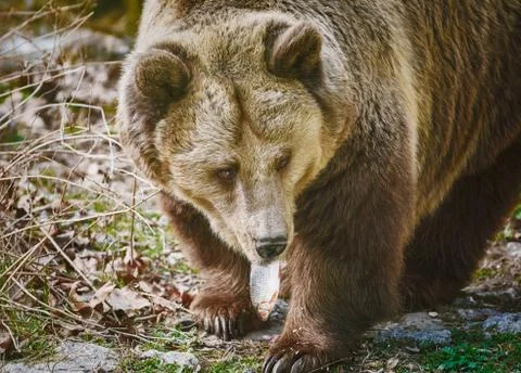Bear Eating a Fish Stock Photos