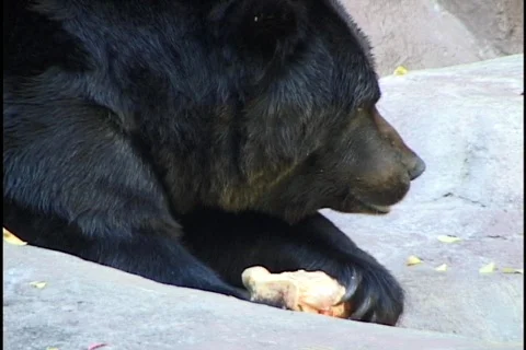 Bear Eating Stock Footage 296815