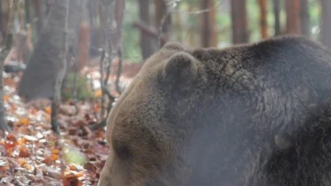 Bear eating grass in the forest, close up Video stock 77225086