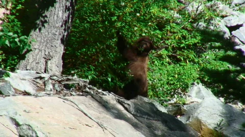 Bear eating leaves Stock Footage 304969