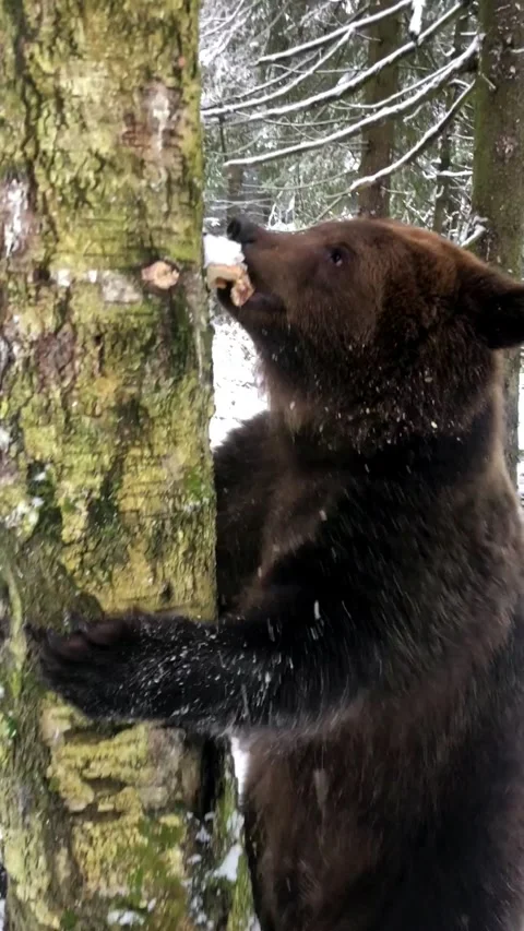 Bear eating mushroom Video stock 144186934