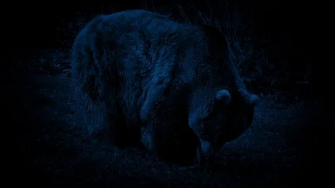 Bear Eating At Night Stock Footage
