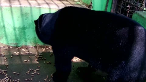 Bear eating peanut Stock Footage 168082163