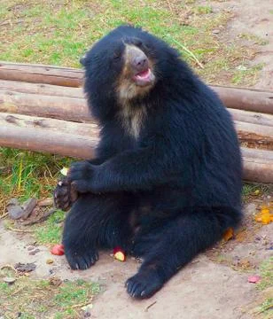 Bear eating Foto stock