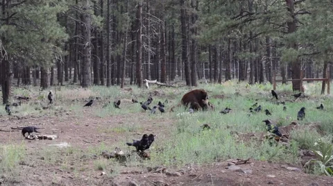 Bear eating with ravens Stock Footage 58558667