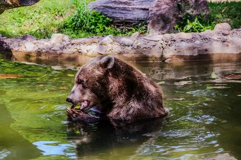 Bear eating in the river Stock Photos