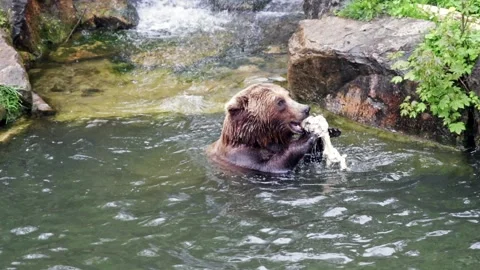 Bear eating in the water Stock Footage 133425848