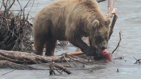 Bear eats fish Stock-Footage 42674294