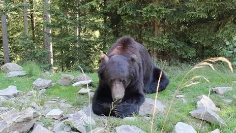 Bear eats Stock-Footage 81232519