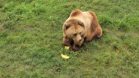 Bear  eats fruits. Bear in the reserve. Stock Footage 271641164
