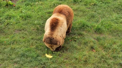 Bear eats fruits on the green grass. Brown fluffy bear eats Stock Footage 271641256