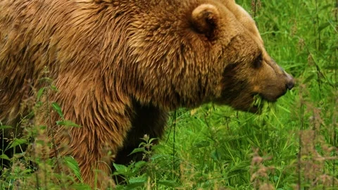 Bear eats grass Video stock 278280963