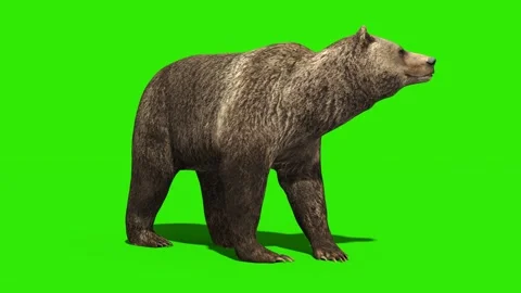 Bear Eats Green Screen Front 3D Renderin... | Stock Video | Pond5