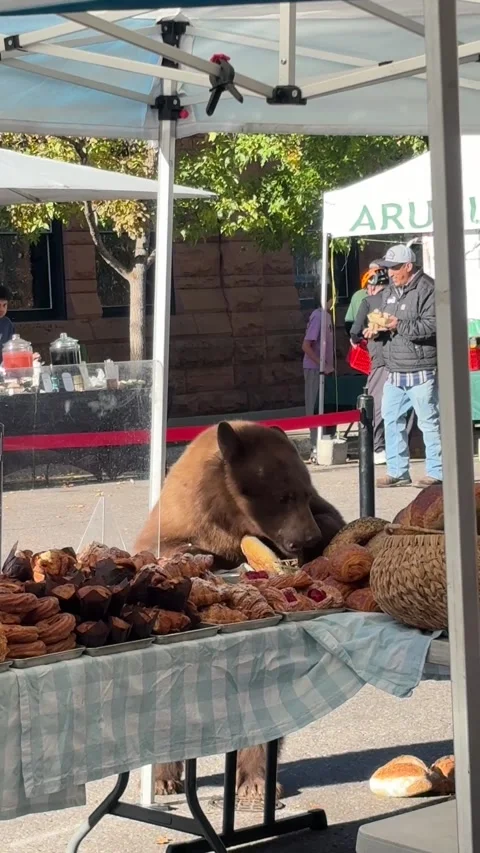 Bear Eats Up Pastries at Aspen Farmers Market, Aspen, Colorado, USA - 26 Sep 202 Stock Footage 346839856