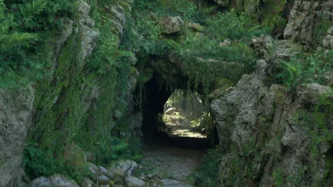 A bear emerging from a cave in the tropical jungle Stock Footage 256080109