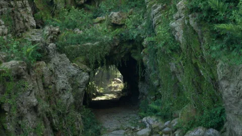 A bear emerging from a cave in the tropical jungle Stock Footage 270151487