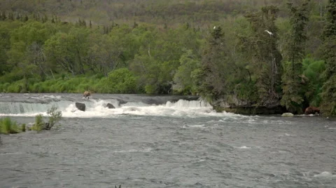 Bear Enter River Brooks River Alaska Stock Footage 42403459