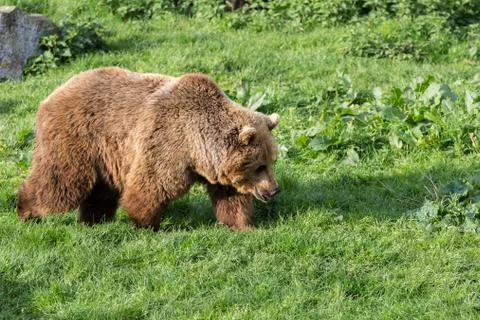 Bear in evening light Foto stock