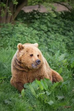 Bear in evening light Stock-Fotos