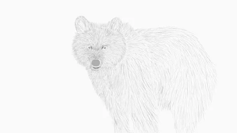 Bear face and body animation Stock Footage 167122053