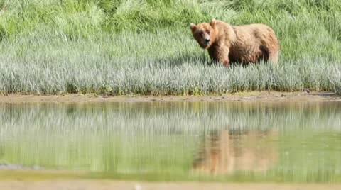 Bear feeding on grass Stock Footage 10588100
