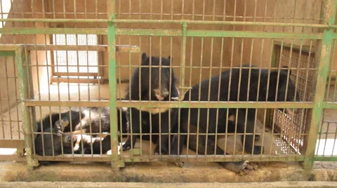 Bear feeding water in cage. Stock Footage 60807738