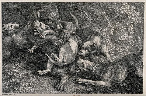 A bear is fighting off an attack by a pack of hounds. Etching by W. S. Howitt Stock Illustration