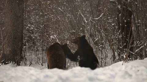 Bear fighting Stock Footage 24171803