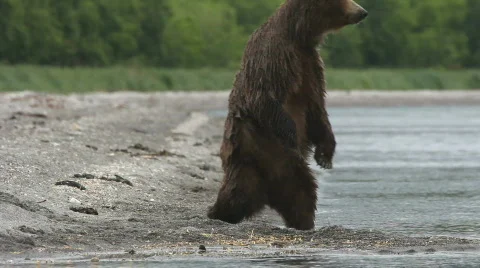 Bear, the fisher Stockbeeldmateriaal 844302