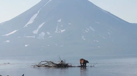 Bear fishing Видео 42671049